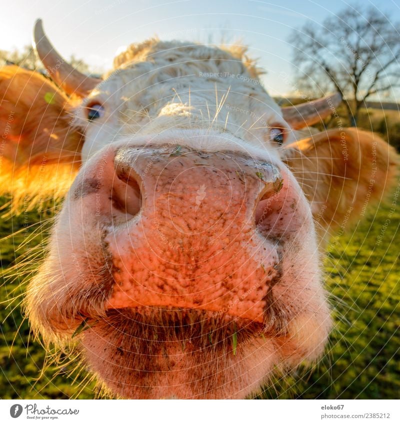 nose of a cow looking into the cam Nature Animal Farm animal Cow 1 Pink cattle meat field meadow black farm London Eye milk funny white head rural bovine