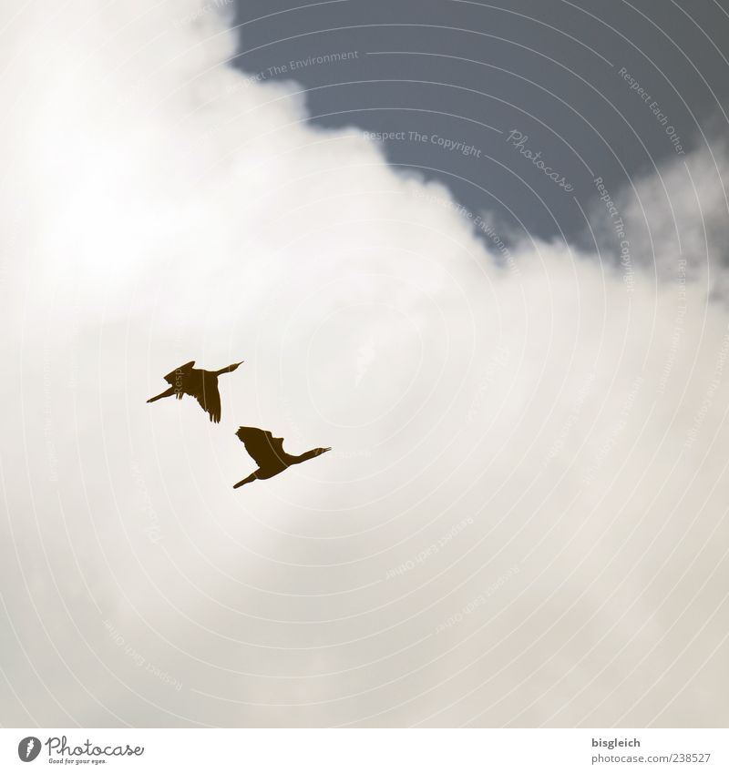 into the blue Sky Clouds Bird Wing 2 Animal Pair of animals Flying Blue White Freedom Upward Colour photo Subdued colour Exterior shot Deserted Copy Space right