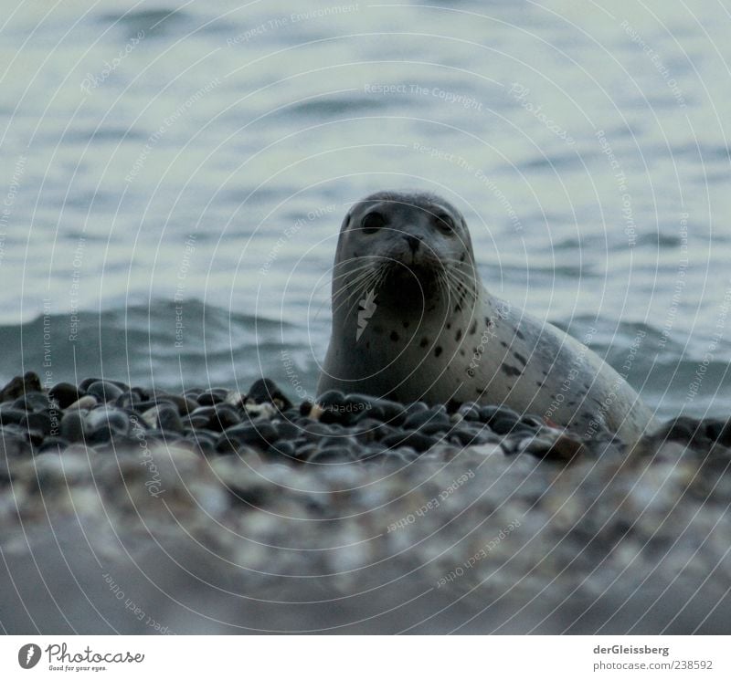ouch? Water Waves Lakeside North Sea Animal face Seals 1 Natural Gray Looking into the camera Stone Beach Wet Calm Colour photo Subdued colour Detail Twilight