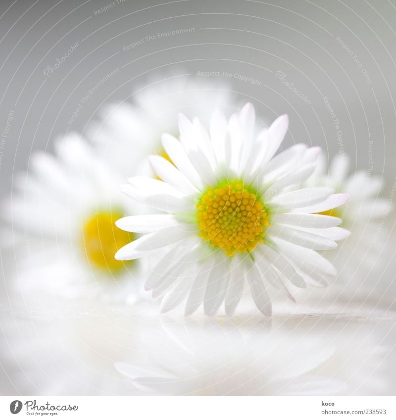 summer resort Elegant Style Beautiful Nature Plant Spring Summer Flower Blossom Daisy Blossoming Esthetic Happiness Fresh Small Point Yellow Gray Green White
