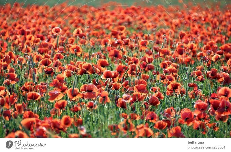 Red carpet. Nature Plant Sunlight Summer Beautiful weather Flower Blossom Wild plant Meadow Field Poppy field Poppy blossom Colour photo Multicoloured