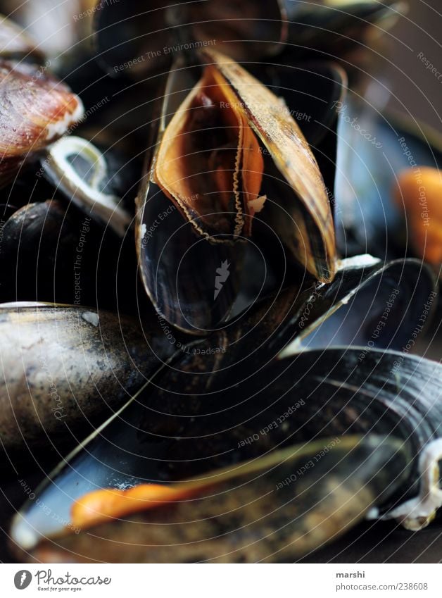 blue mussels Food Seafood Black Mussel Marine animal Detail Colour photo Interior shot Close-up Multiple Deserted
