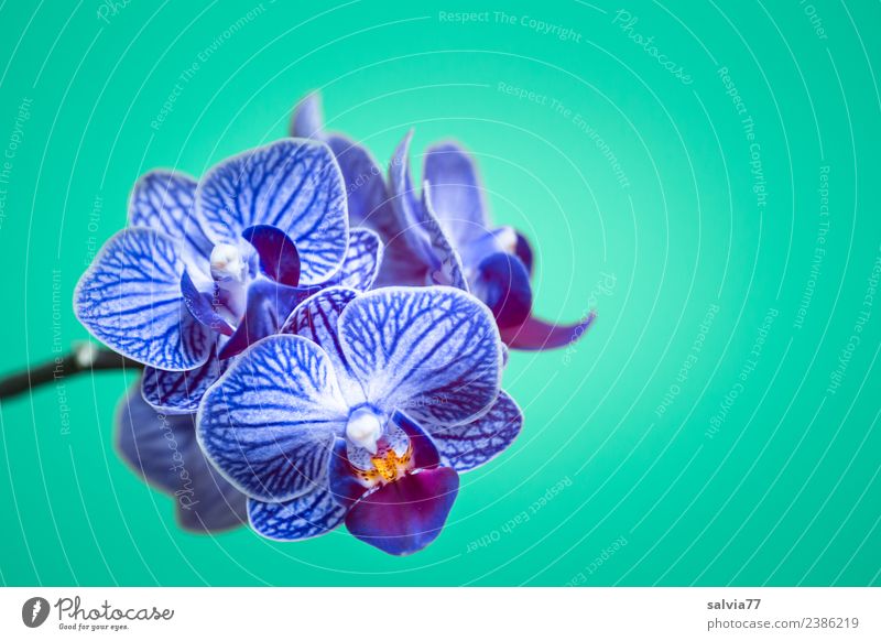 Zero eight fifteen orchids. Harmonious Calm Fragrance Nature Plant Flower Blossom Exotic Orchid blossom Blossoming Esthetic Beautiful Blue Green Colour photo