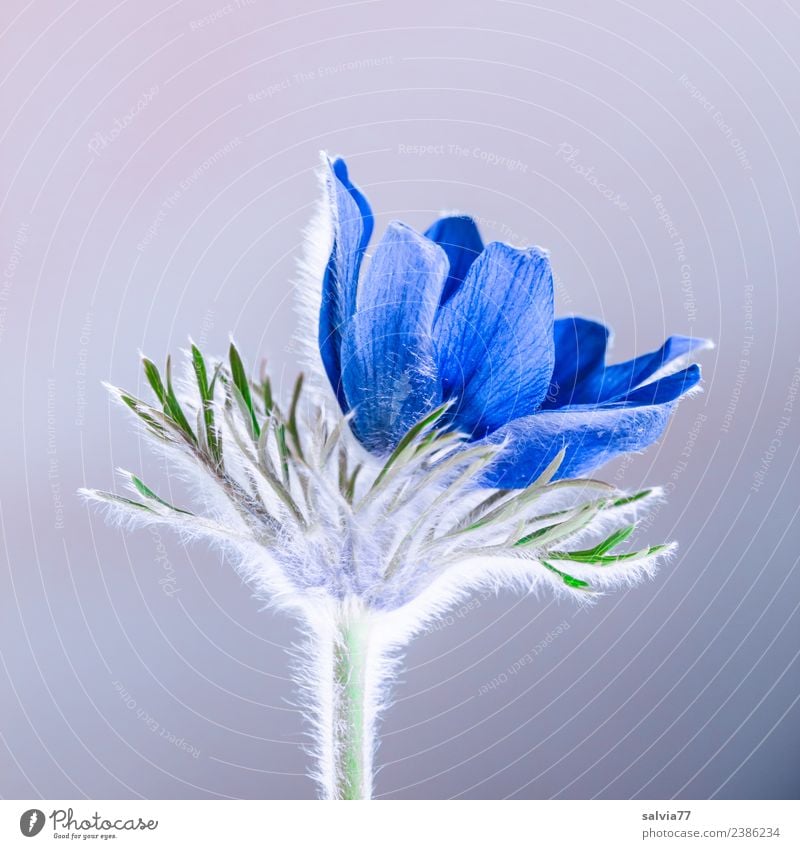 fine hairs Valentine's Day Mother's Day Easter Nature Plant Spring Flower Blossom Anemone Garden Blossoming Fragrance Beautiful Blue Gray Esthetic