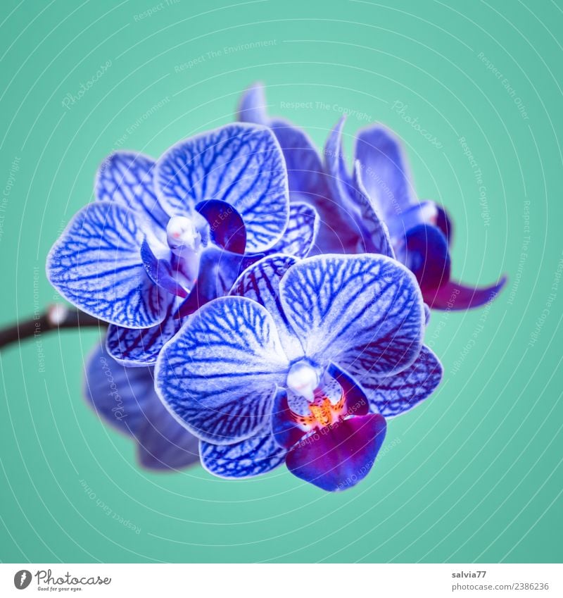 blue orchid Beautiful Wellness Harmonious Well-being Senses Calm Valentine's Day Mother's Day Nature Plant Flower Orchid Blossom Exotic phalaenopsis Blossoming