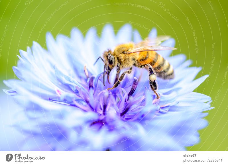 bee on a blue blossom Summer Nature Plant Jump Pink garden Planning insect Background picture flower pollination honey Pollen environment Bow ecology wildlife