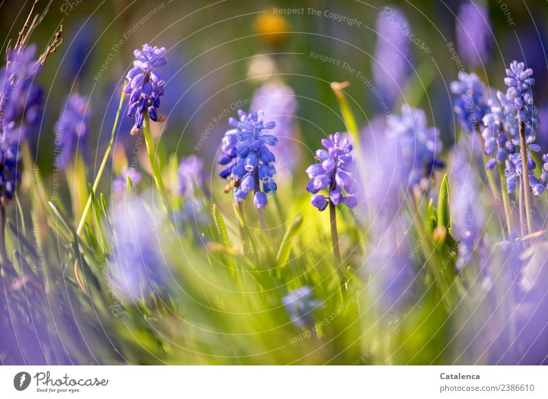 Hyacinths in the evening light Plant Spring Beautiful weather Flower Leaf Blossom Hyacinthus Garden Fragrance Faded Esthetic pretty Blue Yellow Green Violet