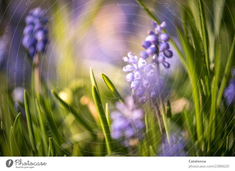 Hyacinths in the evening light II Plant Spring Beautiful weather Flower Leaf Blossom Hyacinthus Garden Fragrance Faded Growth pretty Blue Yellow Green Violet