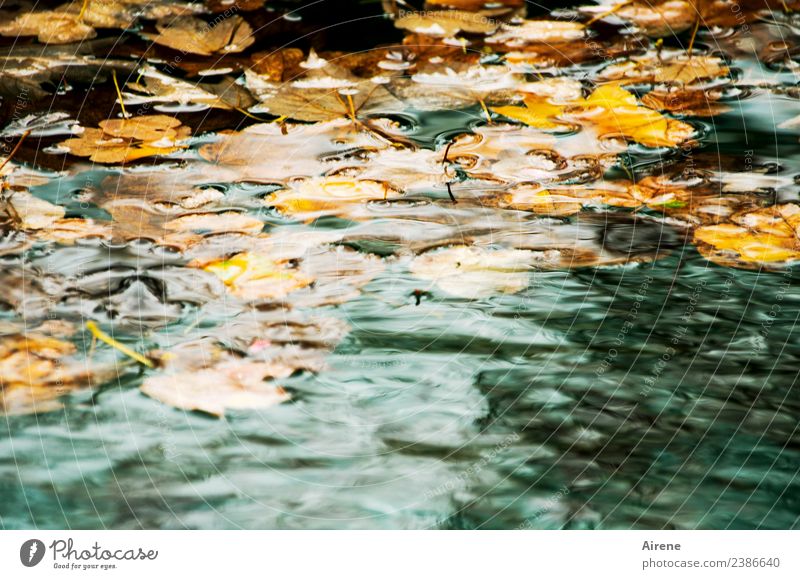 Allgäu in autumn or autumn in Allgäu Nature Water Autumn Weather Leaf Autumn leaves Lime leaf Pond Swimming & Bathing Natural Gloomy Brown Gold Orange Turquoise