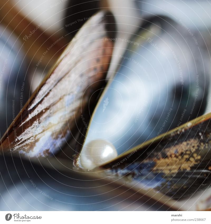VALUABLE Food Seafood Nutrition Mussel Blue Glittering Jewellery Pearl Discovery Surprise Shell-bearing mollusk Precious Colour photo Close-up Detail