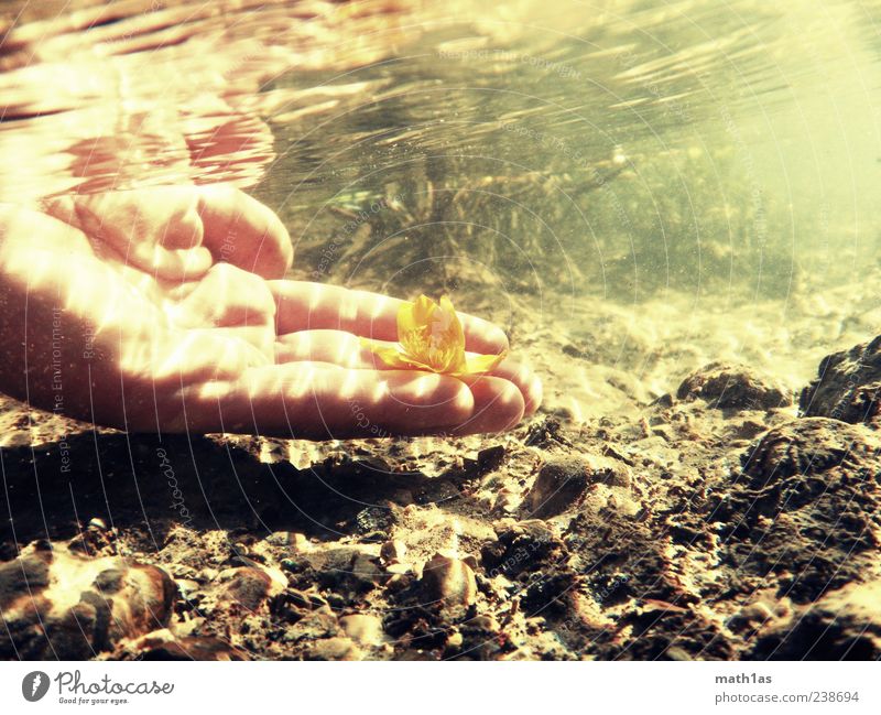 ground flower Plant Flower Brook Dirty Fresh Hope Transience Hand Colour photo Underwater photo Copy Space right Copy Space top Evening Water Blossom