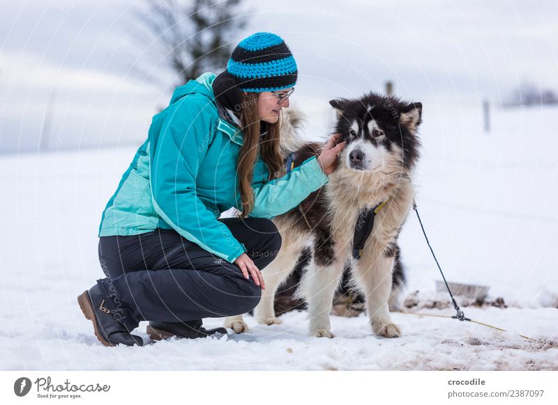 # 760 Husky Dog Young woman Caress Cuddling Winter Snow Sled dog Cap Eyeglasses Blue Shallow depth of field alaskan malamut Farm animal Workaholic