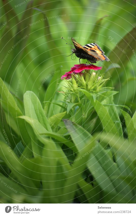 flutter by Trip Summer Environment Nature Landscape Plant Animal Spring Grass Leaf Blossom Garden Park Meadow Butterfly Small Colour photo Exterior shot Detail