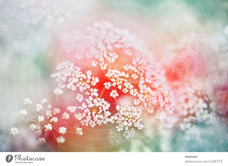 hogweed Nature Spring Plant Bushes Blossom Wild plant Umbellifer Blossoming Exceptional Beautiful Colour photo Exterior shot Close-up Detail Abstract Deserted