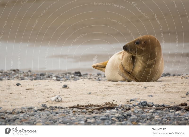Mummy play? | Curious Environment Nature Animal Sand Coast Beach North Sea Baltic Sea Ocean Island Funny Maritime Seals Wild Helgoland Wild animal