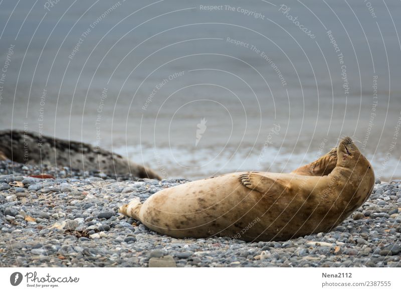and scratch the ear... Environment Nature Animal Coast Beach North Sea Island Wild animal 1 To enjoy Lie Helgoland Seals Sports Training Athletic Calm Scratch