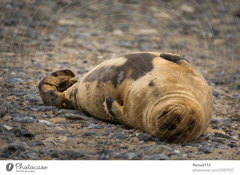 siesta Environment Nature Animal Sand Coast North Sea Island 1 Fitness To enjoy Sleep Dream Helgoland Seals Wild Gray seal Seal cub Baby animal Break Calm Happy
