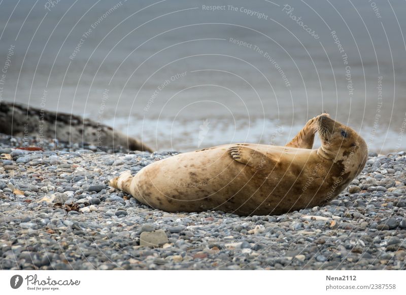 sit ups... Environment Nature Animal Winter Coast Beach North Sea 1 Diet Fitness Communicate Lie Dance Happy Joy Joie de vivre (Vitality) Power Helgoland Seals