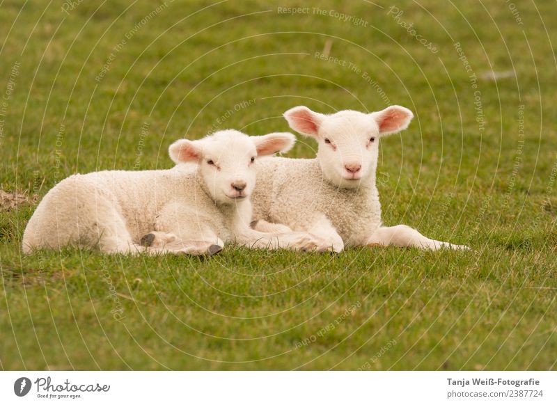 little lamb Nature Animal lambs Lamb 2 Baby animal Contentment Friendship Attachment Colour photo Exterior shot Copy Space bottom Day Central perspective