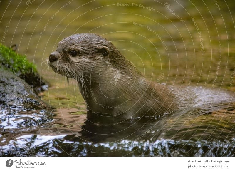 Curious otter Animal Water - a Royalty Free Stock Photo from Photocase