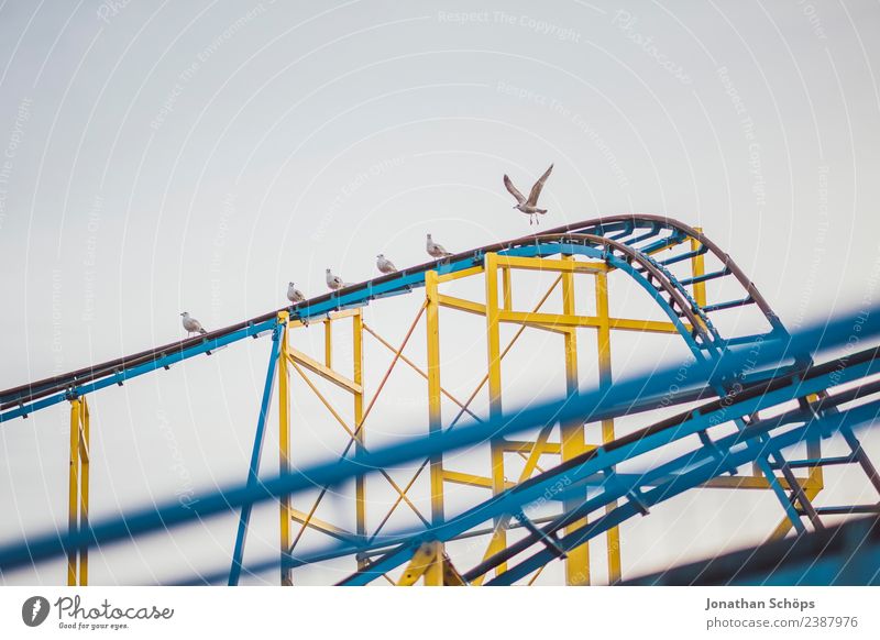 Seagulls sitting on a roller coaster Vacation & Travel Tourism Trip Adventure Entertainment Fairs & Carnivals Great Britain Town Roller coaster Animal Bird