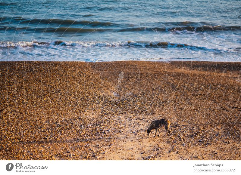 Dog alone on the beach Water Waves Coast Beach Ocean Pebble beach Brighton Great Britain Europe Port City Animal Pet 1 Poverty Sadness Lanes & trails Search