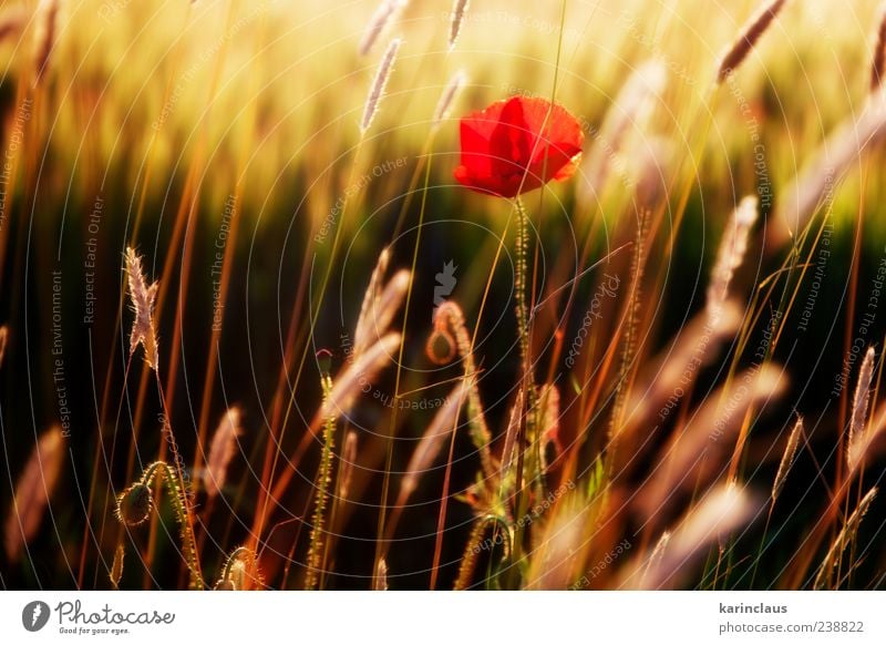 poppy in the field Nature Landscape Plant Sunrise Sunset Sunlight Summer Grass Blossom Wild plant Meadow Field Yellow Red Climate Environment Seasons