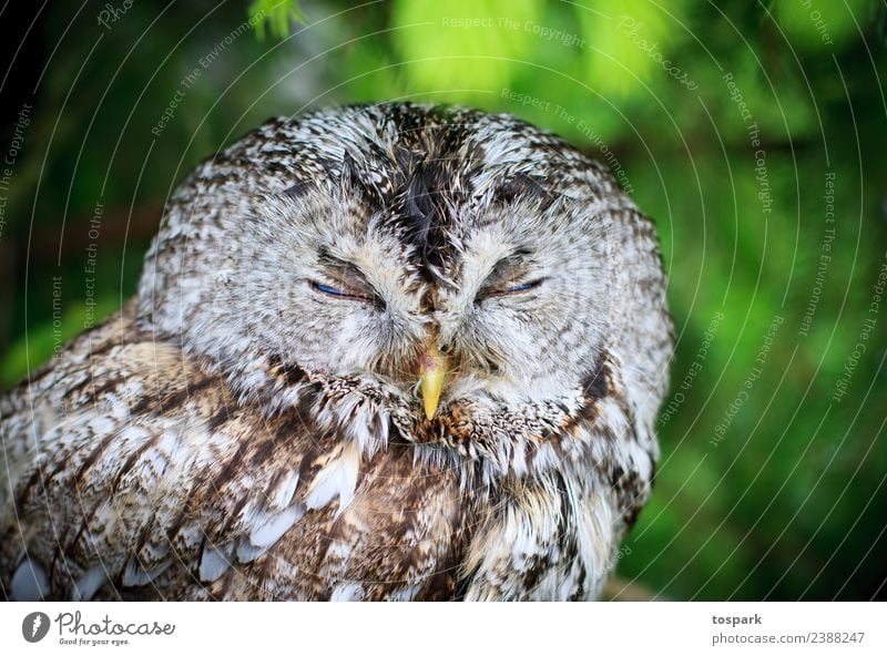 Owl sleeps Environment Nature Wild animal Owl birds 1 Animal Think To enjoy Sleep Dream Esthetic Authentic Free Friendliness Healthy Happy Cuddly Near Nerdy