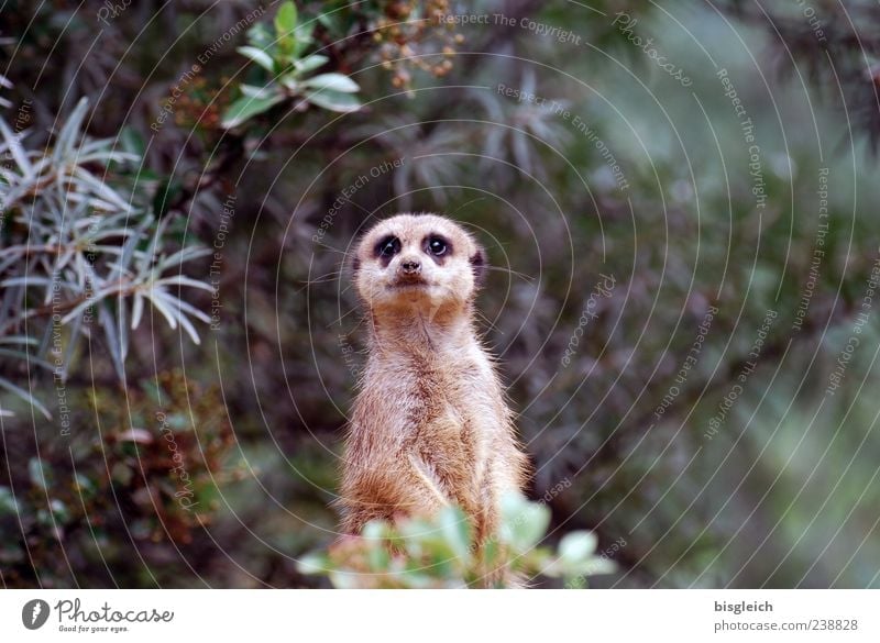 meerkats Meerkat 1 Animal Looking Brown Green Watchfulness Fear Curiosity Colour photo Exterior shot Deserted Copy Space right Shallow depth of field