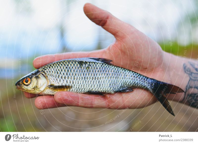 roaches Animal Fish 1 Catch Orange Red Nature Roach Scales Fin Gill Hand Isolated Image Blur