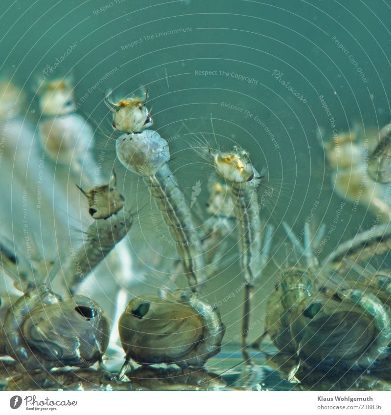 Underwater picture of mosquito larvae in different stages of development. To make it more interesting the picture was turned upside down. Animal