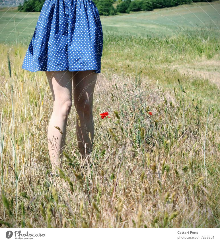 steadfast Feminine Young woman Youth (Young adults) Woman Adults 1 Human being Plant Flower Grass Blossom Poppy Field Dress To enjoy Stand Wait Beautiful Legs