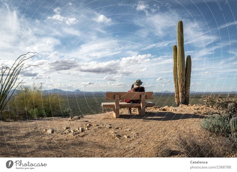 Desert landscape with cactus, bench and wide sky Feminine 1 Human being Landscape Plant Sand Sky Clouds Horizon Summer Beautiful weather Drought Bushes Cactus