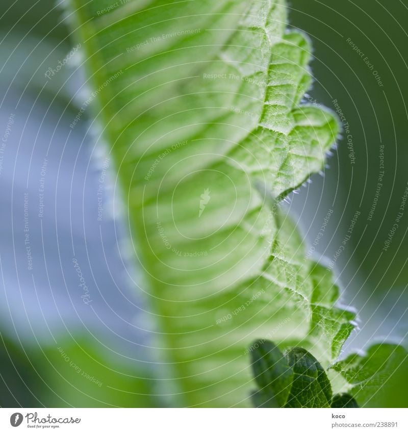 A leaf is a leaf is a leaf Nature Plant Spring Summer Leaf Foliage plant Growth Esthetic Fresh Point Thorny Blue Green White Colour photo Multicoloured