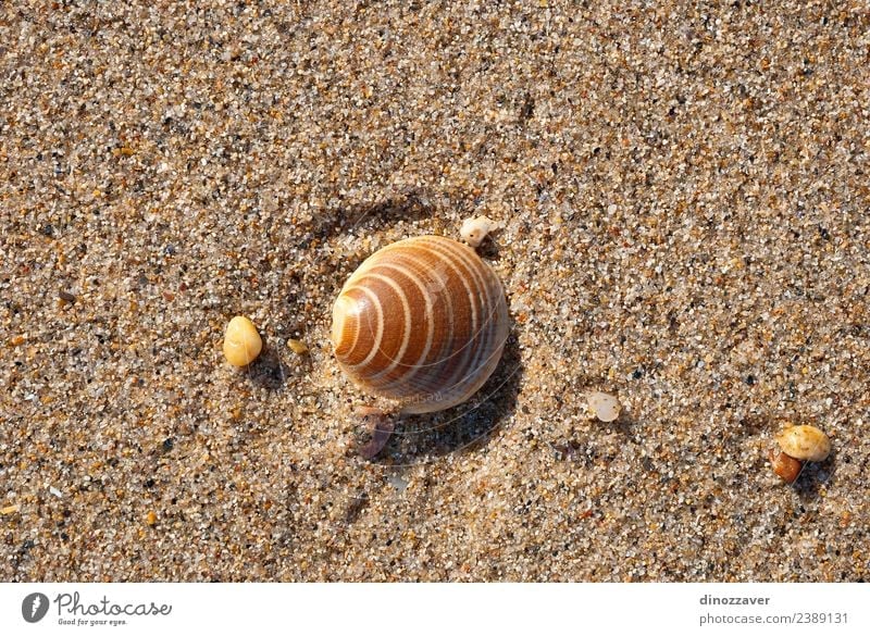Shell on the sand Design Relaxation Vacation & Travel Tourism Summer Sun Beach Ocean Nature Sand Coast Natural Idyll Tropical seashell marine background