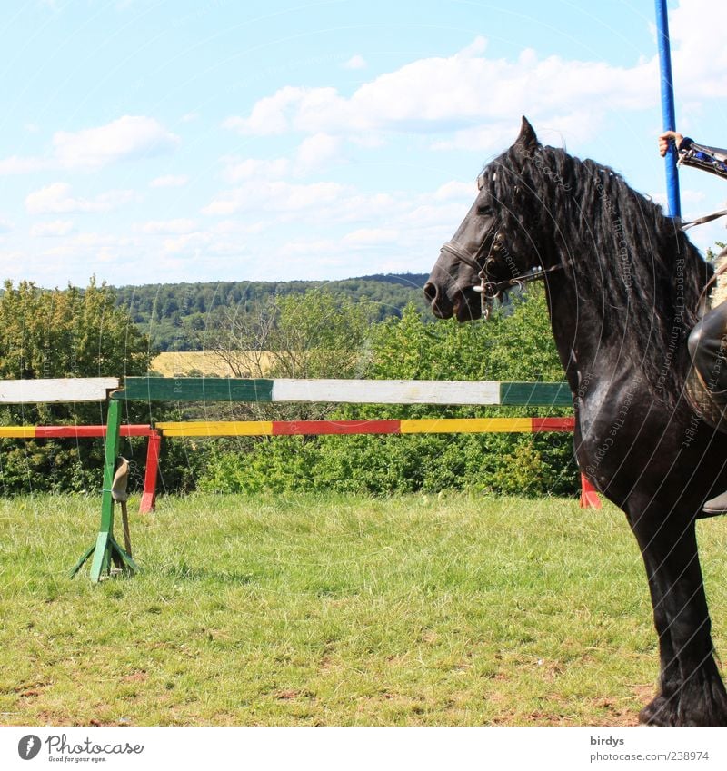 Knight sport - square, practical.... Horse 1 Animal Stand Esthetic Exceptional Bravery Competition Team Rider medieval festival Sporting event Black horse Lance