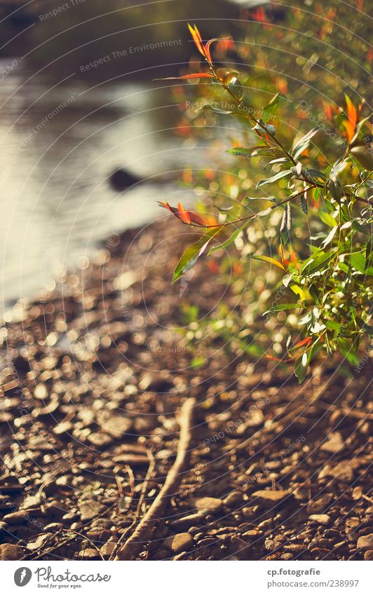bank Nature Plant Spring Summer Autumn Beautiful weather Lake Brook River Natural Colour photo Dawn Evening Light Shallow depth of field Lakeside Orange Green