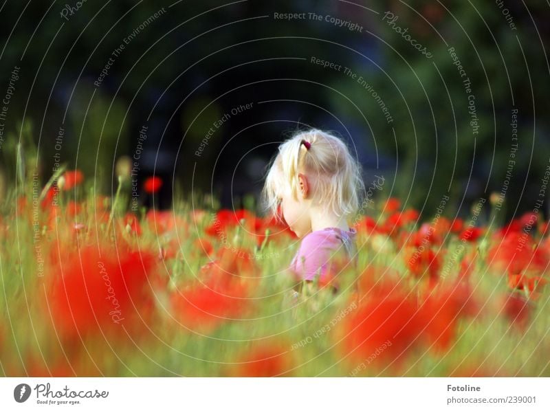 St. Particula Day Human being Child Girl Infancy Head Hair and hairstyles Environment Nature Landscape Plant Summer Flower Blossom Meadow Field Bright Natural