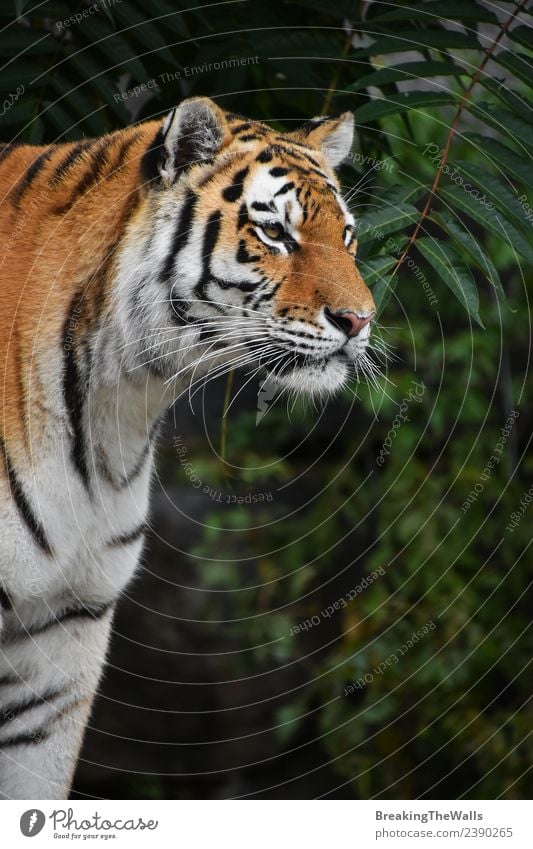 Close up side profile portrait of one young Siberian tiger Nature Animal Tree Forest Wild animal Cat Zoo 1 Observe Green Watchfulness Tiger Amur Side panthera