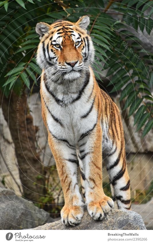 Close up full length front portrait of one young Siberian tiger Nature Animal Rock Wild animal Cat 1 Stone Observe Stand Cute Watchfulness Tiger Amur panthera