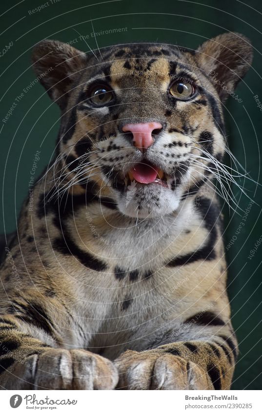Close up front portrait of young clouded leopard Animal Wild animal Animal face Zoo Big cat Cat Eyes 1 Baby animal tongue Snout endangered Living thing Asian