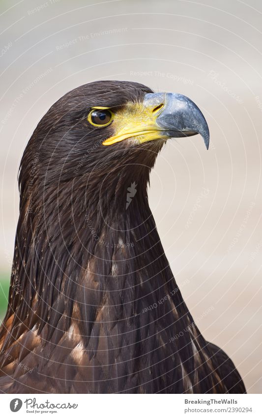 Close up profile portrait of one Golden eagle Nature Animal Wild animal Bird Animal face Zoo Eagle Eagles eyes 1 Observe Dark Brown Gray Watchfulness background