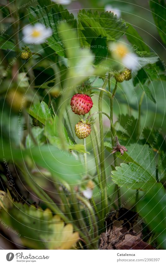 Wild Strawberry Nature Plant Spring Leaf Blossom Wild plant Strawberry blossom Garden Blossoming Growth Esthetic Fragrance Fresh pretty Delicious Juicy Yellow
