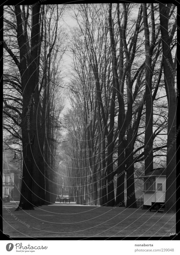 winter's day Group Nature Winter Tree Park Pedestrian Lanes & trails Going Old Large Historic Beautiful Black White Emotions Moody Calm Nostalgia Past Avenue