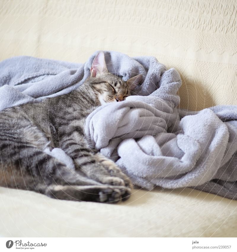 cute Sofa Animal Pet Cat Animal face Paw 1 Lie Sleep Blanket Colour photo Interior shot Deserted Copy Space top Copy Space bottom Neutral Background Day