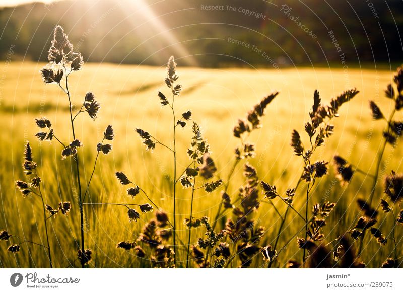 moment of happiness Environment Nature Landscape Sun Sunlight Weather Beautiful weather Plant Bright Yellow Gold Colour photo Exterior shot Twilight Light Field