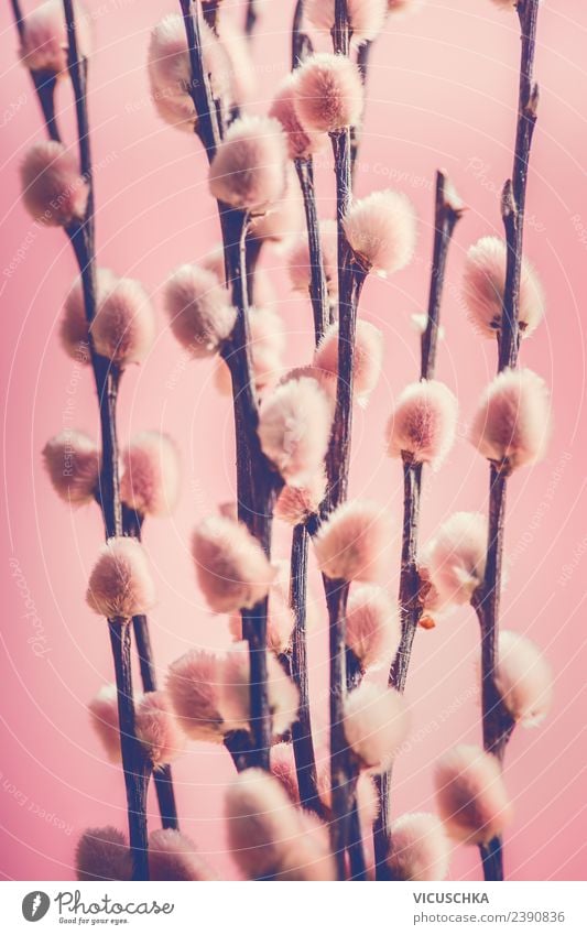 Pink willow catkin Style Design Nature Plant Spring Decoration Bouquet Symbols and metaphors Catkin Pastel tone Colour photo Close-up Macro (Extreme close-up)
