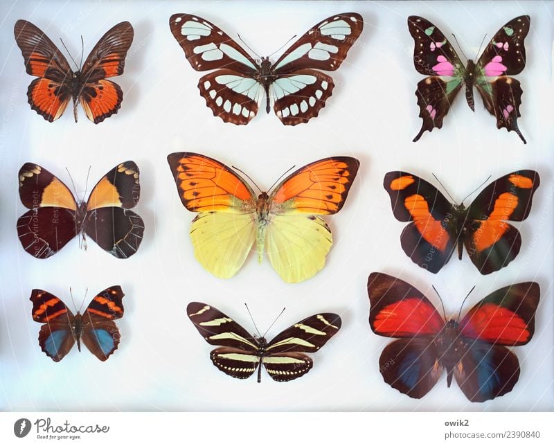 Butterfly Group of animals Collection Exotic Together Dry Many Blue Brown Multicoloured Violet Orange Red Uniqueness Arrangement Planning pretty Winged seeds