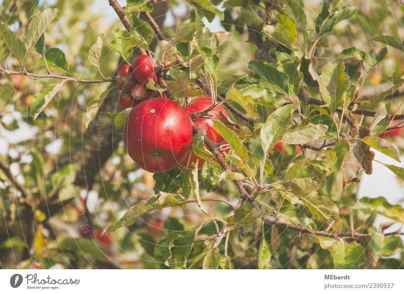 Fresh red apples hanging from the tree in September Fruit Apple Nutrition Harmonious Summer Sun Agriculture Forestry Nature Landscape Clouds Weather Warmth Tree