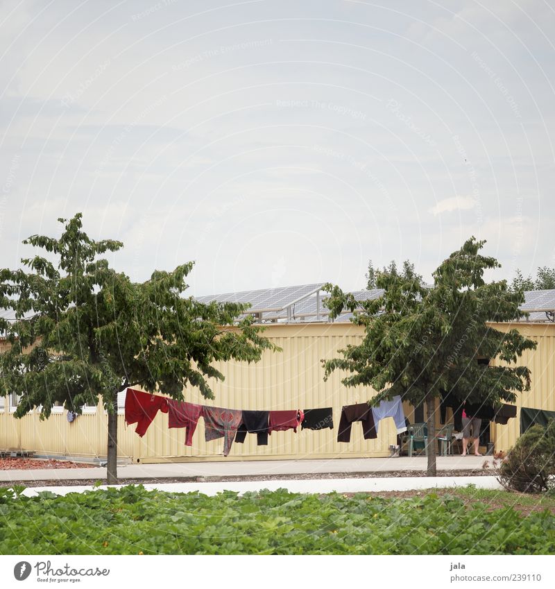 washing day Living or residing Sky Plant Tree Leaf Foliage plant Industrial plant Manmade structures Building Clothing Pants Sweater Laundry Clothesline Hang